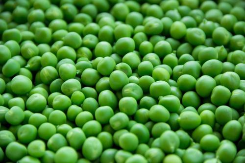 绿色圆形蔬菜 -免费图片素材下载 - 西田图像sitapix